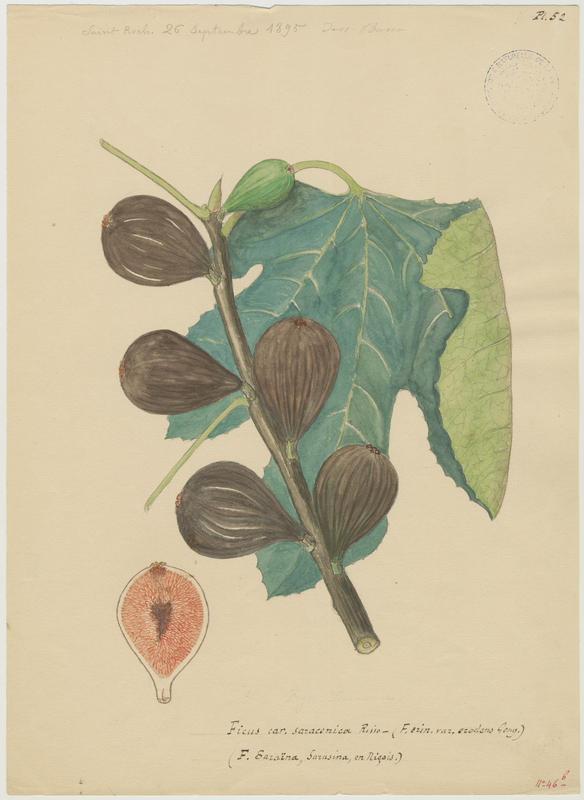 Figuier ; Ficus saraïana