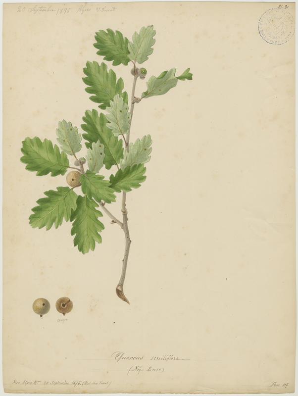 Chêne rouvre ; Chêne sessile ; Euze