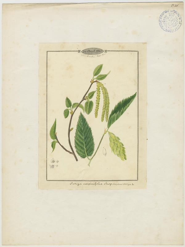 Charme houblon, Bois-de-fer