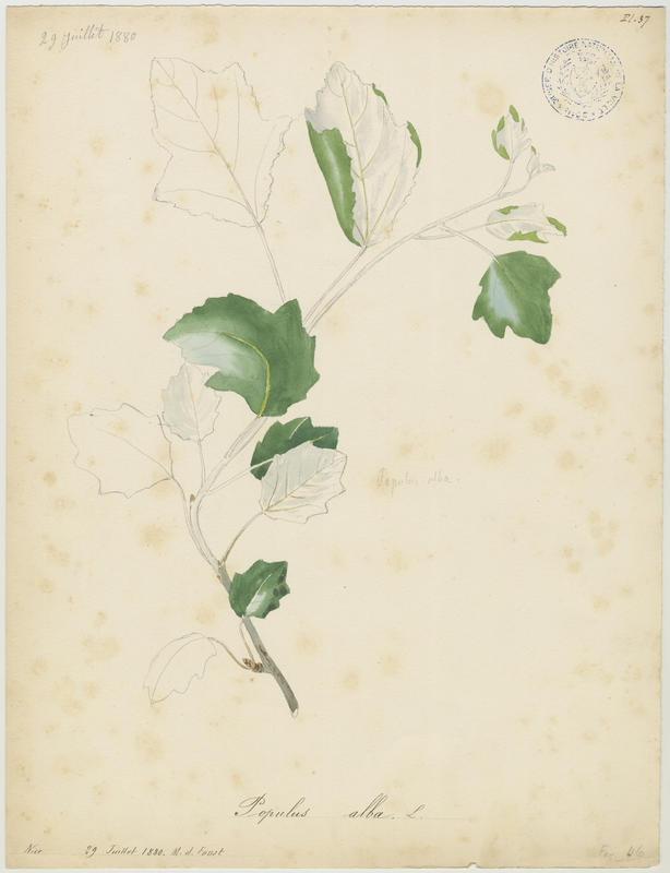 Peuplier blanc ; Peuplier de Hollande