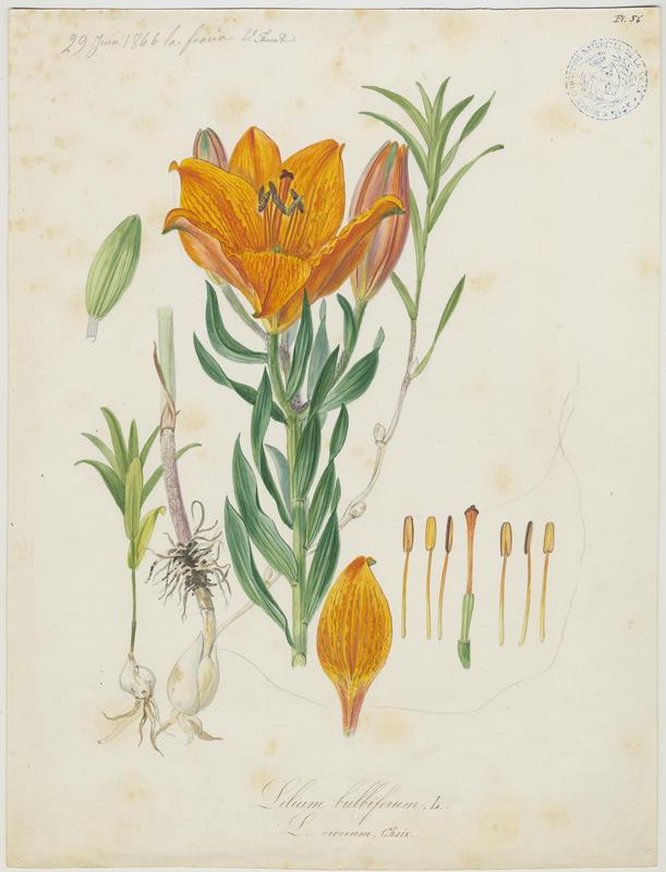 Lys orangé à bulbille ; plante à fleurs