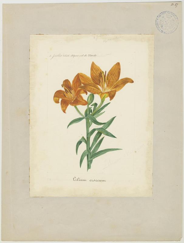 Lys orangé à bulbille ; plante à fleurs