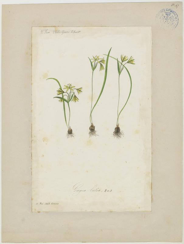 Gagée jaune ; Gagée des bois ; Étoile jaune ; Ornithogale jaune ; plante à fleurs