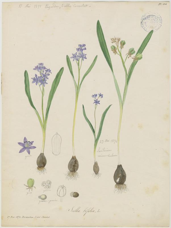 Scille à deux feuilles ; Étoile bleue ; plante à fleurs