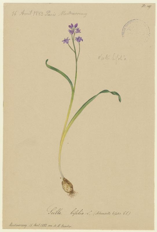 Scille à deux feuilles ; Étoile bleue ; plante à fleurs