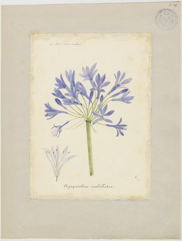 Agapanthe ; Lys du Nil ; Tubéreuse bleue ; plante à fleurs