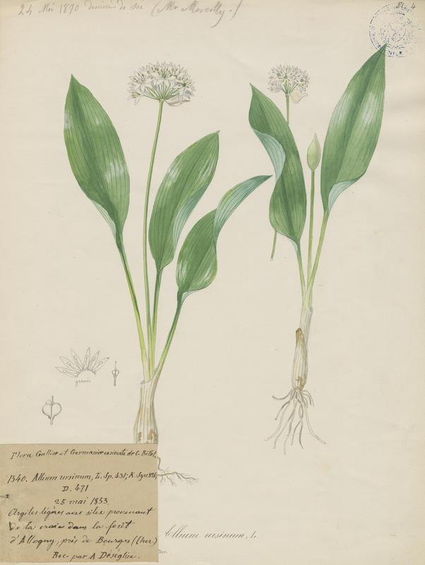 Ail des bois ; Ail des ours ; Ail sauvage ; plante à fleurs