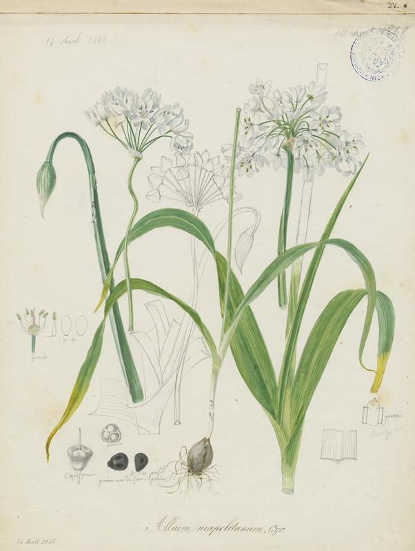 Ail blanc ; Ail de Naples ; plante à fleurs