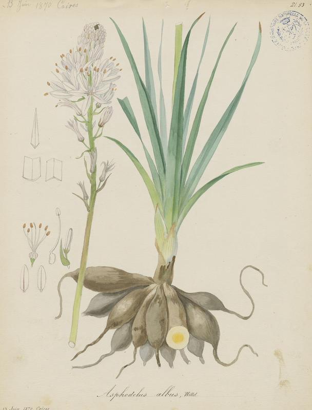 Asphodèle blanc ; plante à fleurs