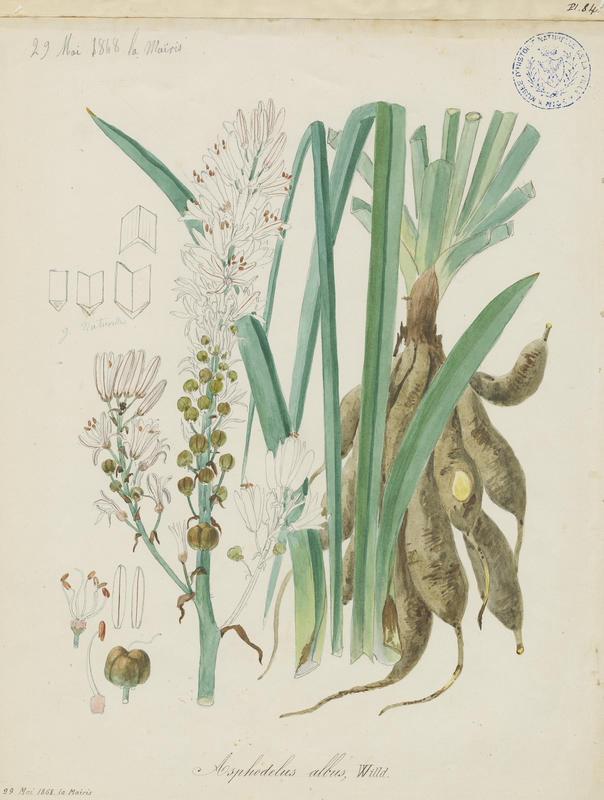 Asphodèle blanc ; plante à fleurs