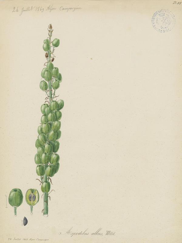Asphodèle blanc ; plante à fleurs
