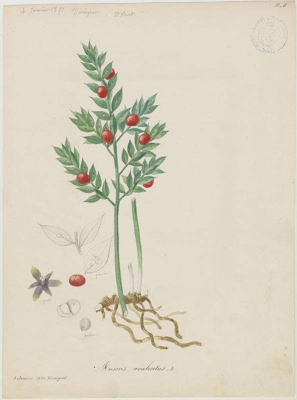 Fragon aiguillonné ; Fragon faux houx ; Fragon ; Petit houx ; Buis piquant