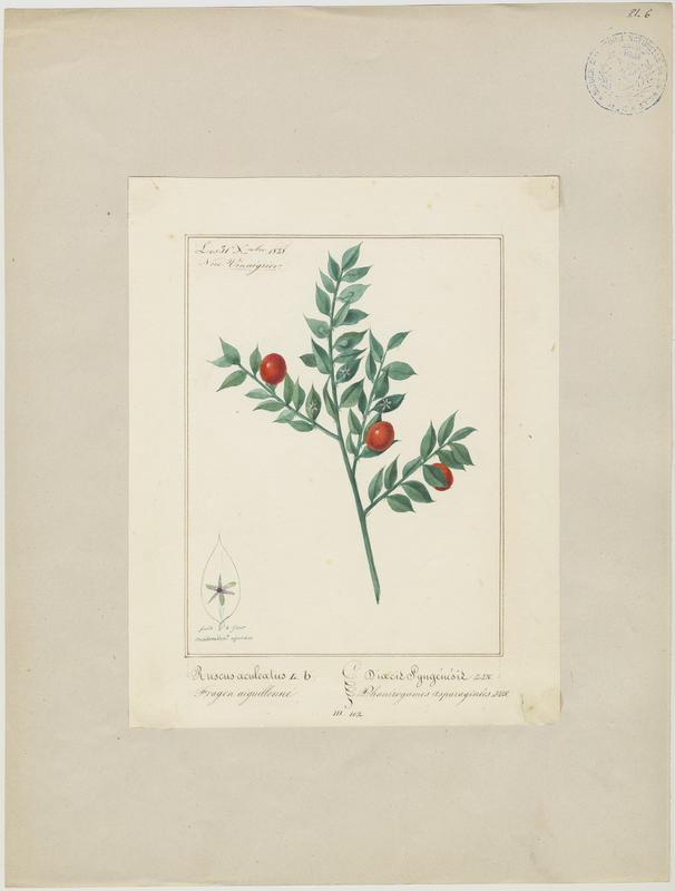 Fragon aiguillonné ; Fragon faux houx ; Fragon ; Petit houx ; Buis piquant