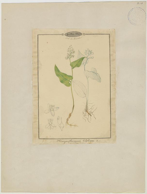 Muguet des bois ; plante à fleurs