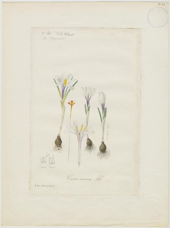 Crocus blanc ; plante à fleurs
