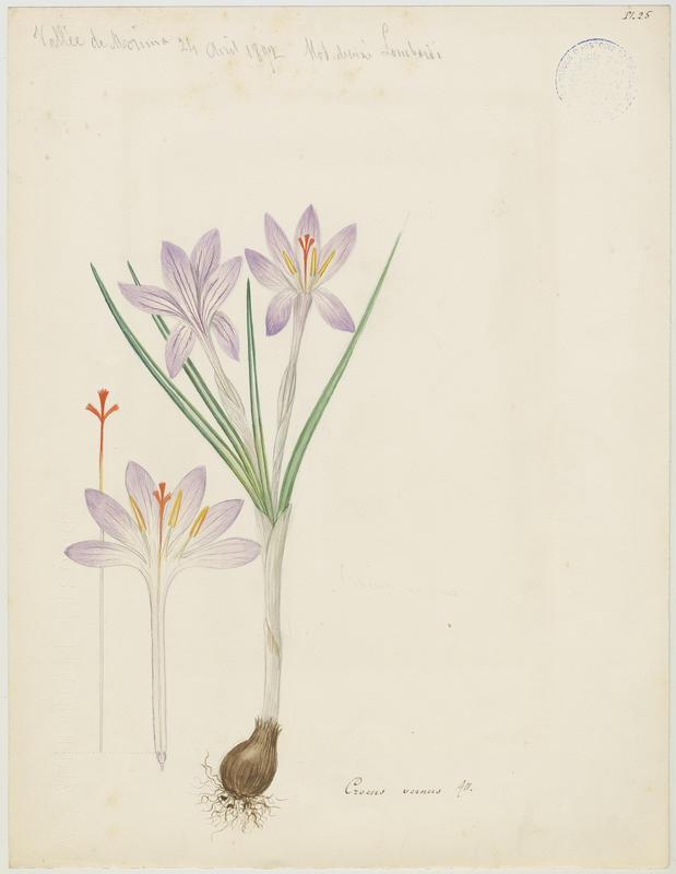 Crocus blanc ; plante à fleurs