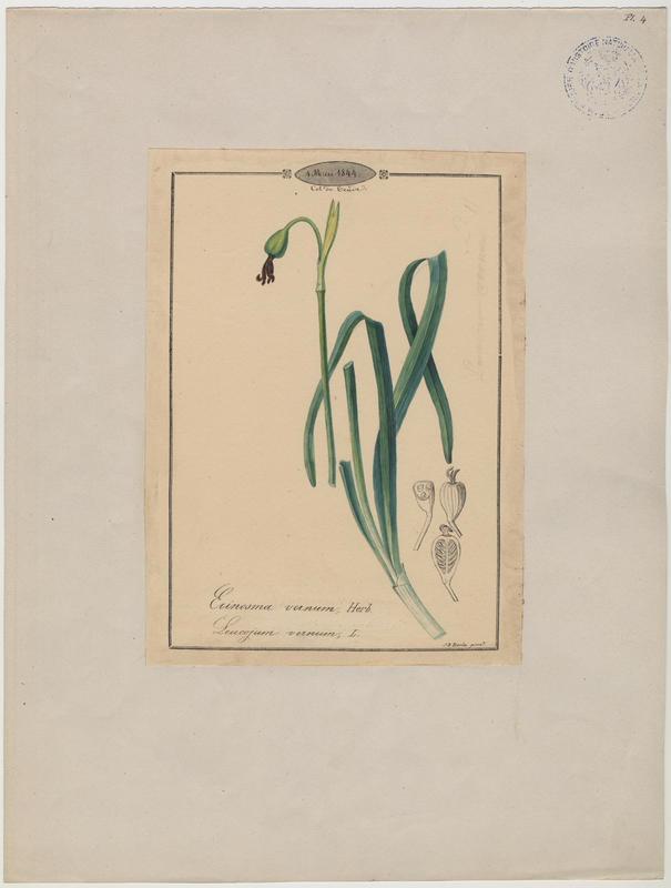 Nivéole de printemps ; Nivéole printanière ; plante à fleurs