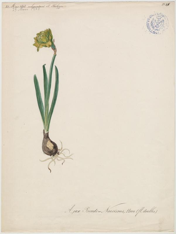 Narcisse des bois ; Narcisse jaune ; plante à fleurs