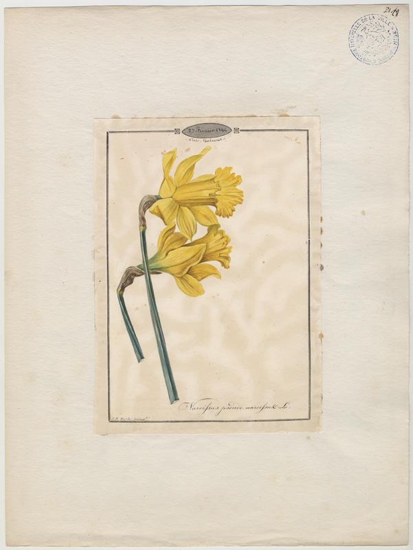 Narcisse des bois ; Narcisse jaune ; plante à fleurs