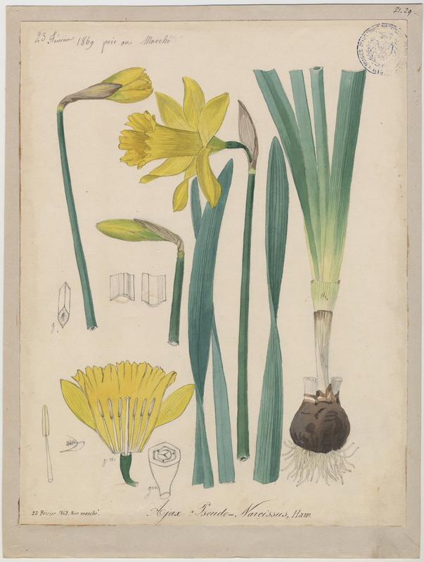 Narcisse des bois ; Narcisse jaune ; plante à fleurs