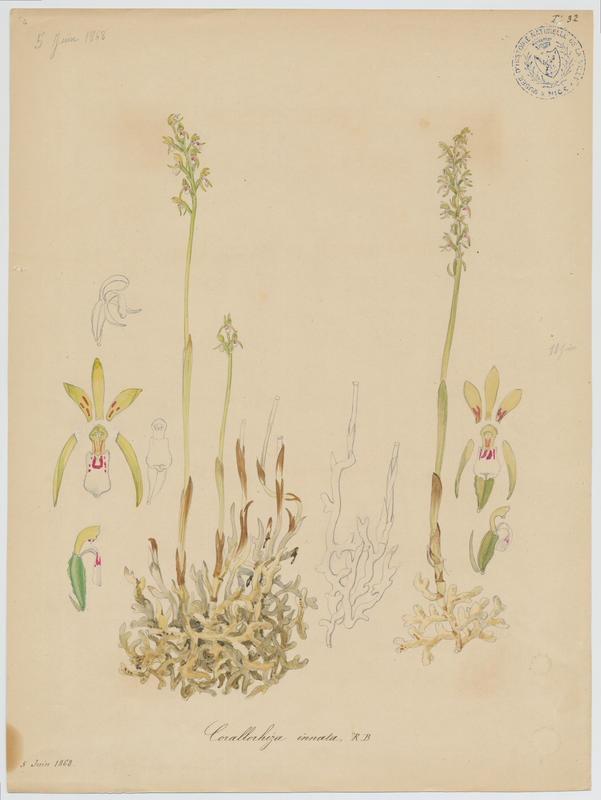 Coralline ; Racine de corail ; Corallorhize trifide ; plante à fleurs