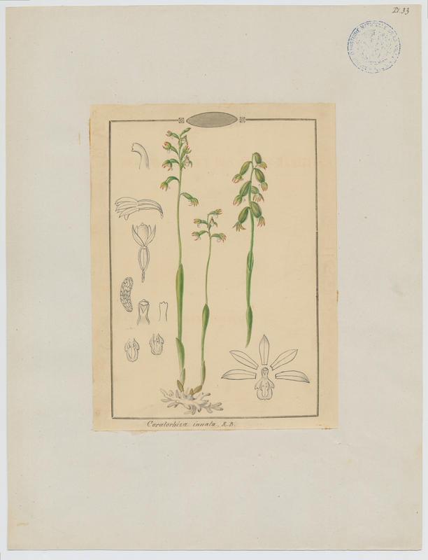 Coralline ; Racine de corail ; Corallorhize trifide ; plante à fleurs