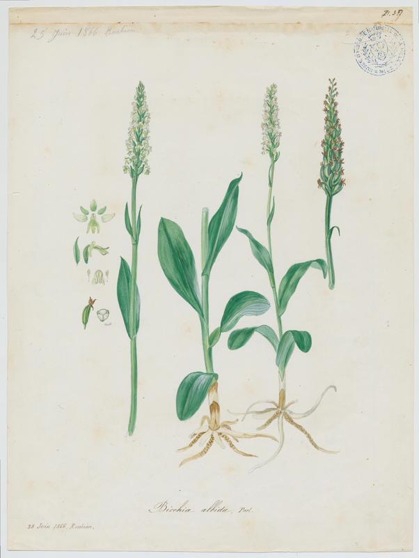 Pseudorchis blanc ; Orchis blanc ; plante à fleurs
