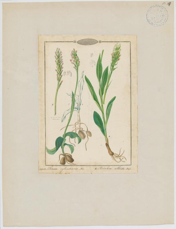 Pseudorchis blanc ; Orchis blanc ; plante à fleurs