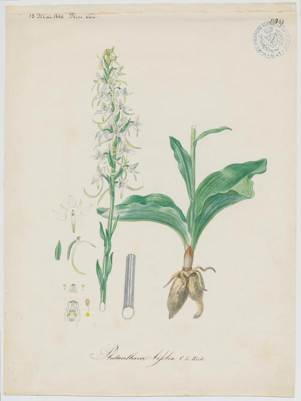 Orchis à deux feuilles ; Platanthère à deux feuilles ; Platanthère à fleurs blanches ; plante à fleurs