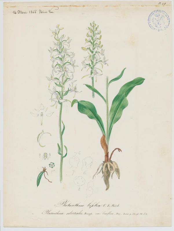 Orchis à deux feuilles ; Platanthère à deux feuilles ; Platanthère à fleurs blanches ; plante à fleurs