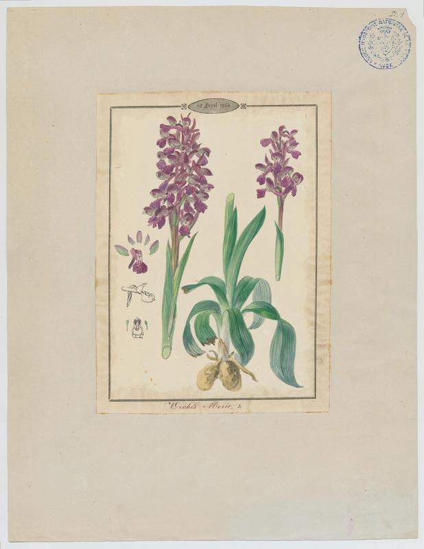 Orchis bouffon ; plante à fleurs