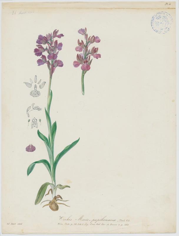 Orchis bouffon ; plante à fleurs