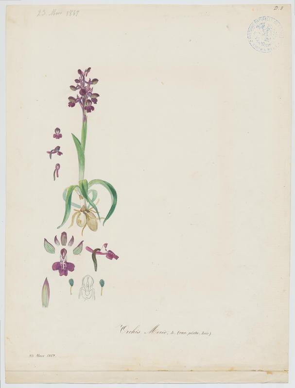 Orchis bouffon ; plante à fleurs