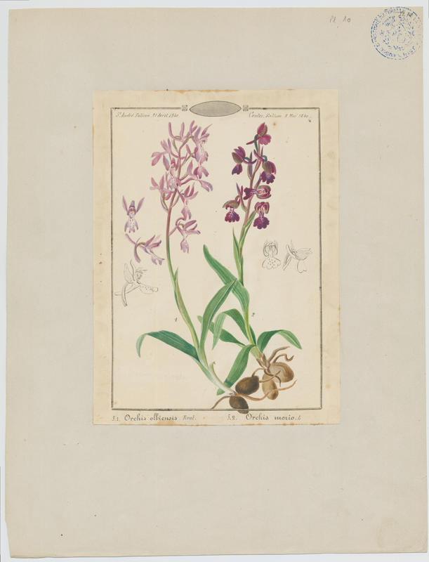 Orchis bouffon ; plante à fleurs