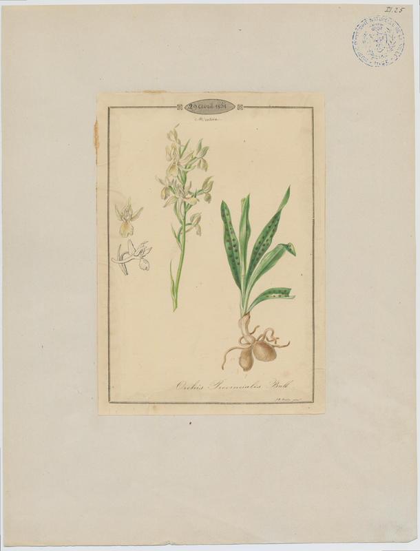 Orchis de Provence ; plante à fleurs
