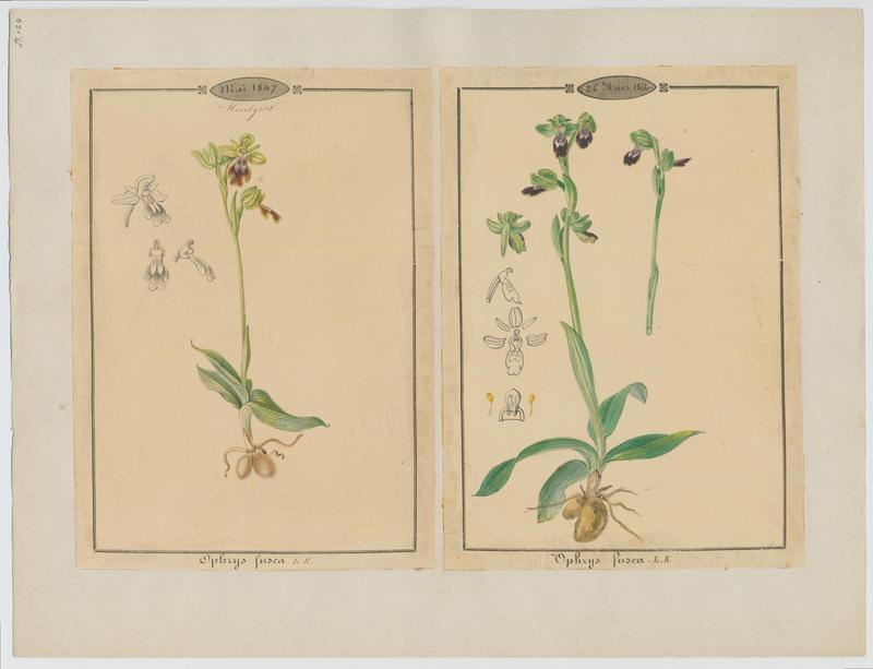 Ophrys brun ; plante à fleurs