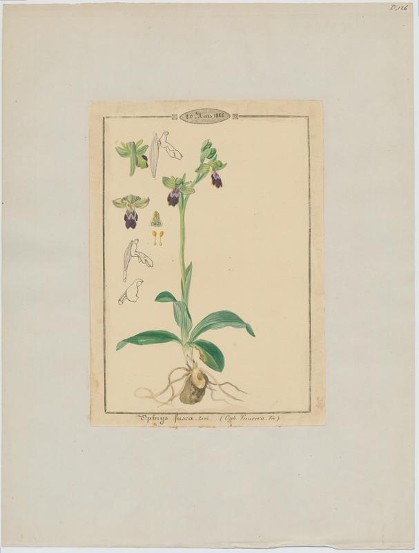 Ophrys brun ; plante à fleurs