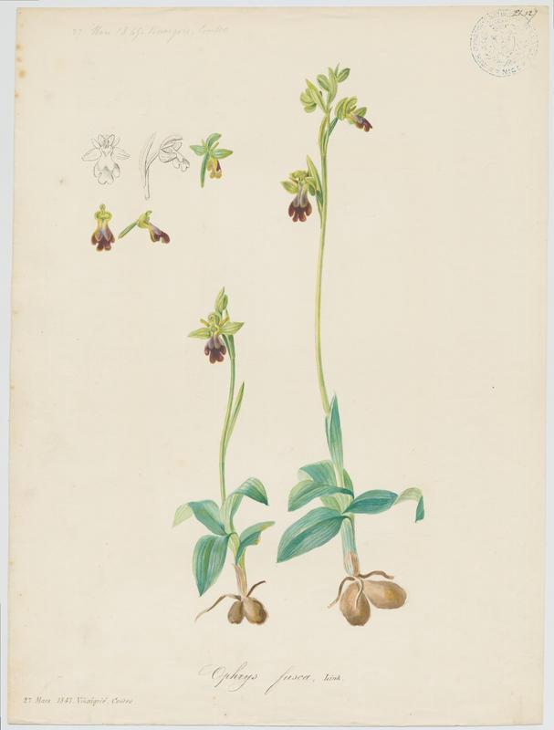 Ophrys brun ; plante à fleurs