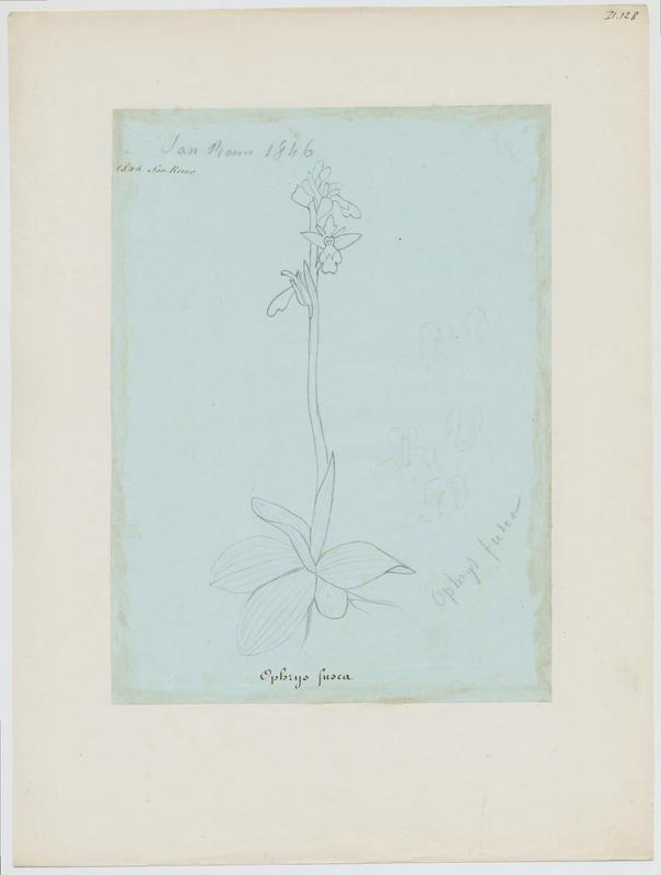 Ophrys brun ; plante à fleurs