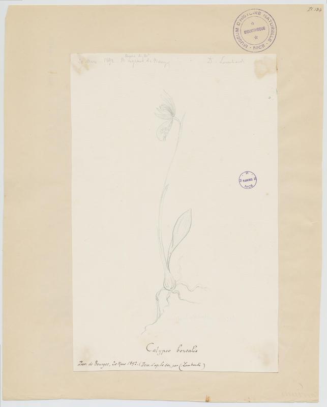 Calypso ; plante à fleurs