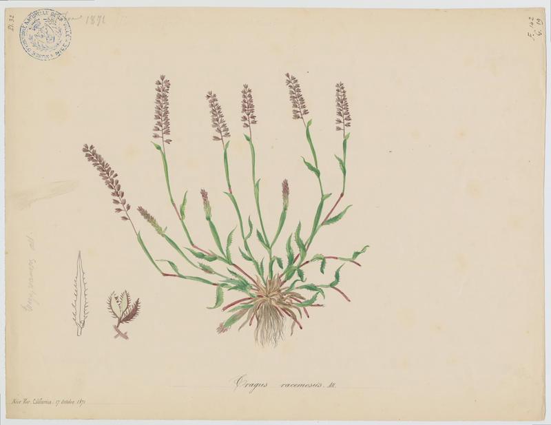 Bardanette à grappes ; plante à fleurs