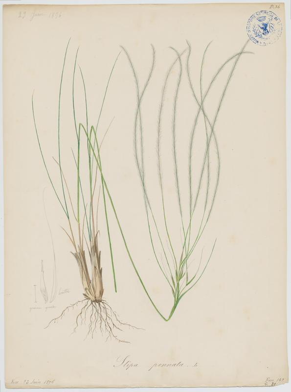 Stipe à tige laineuse ; Stipe de France ; plante à fleurs