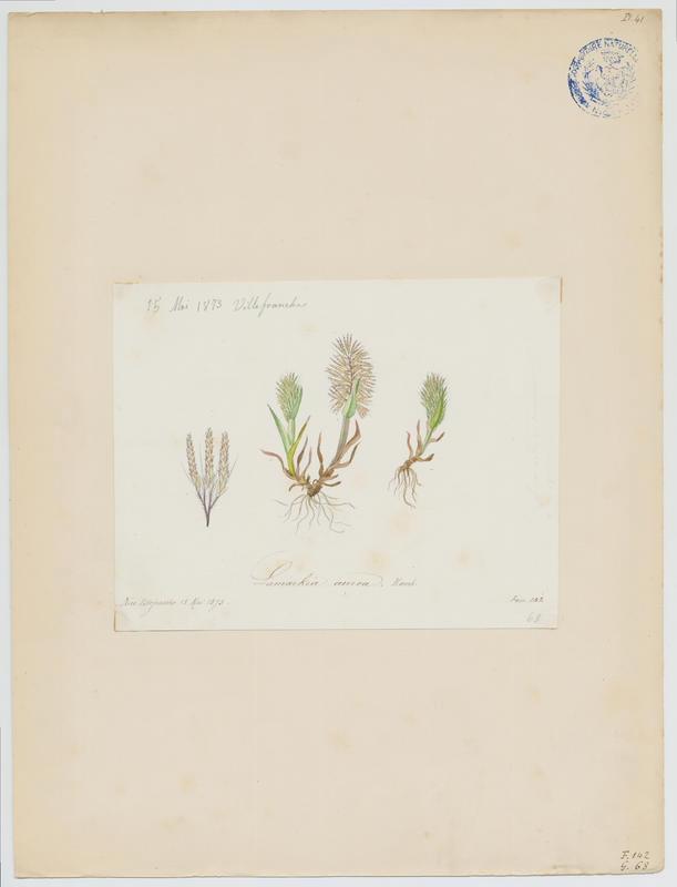 Lamarckia dorée ; plante à fleurs