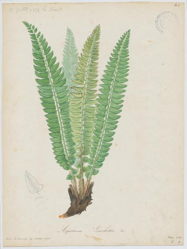 Polystic en fer de lance ; plante à fleurs