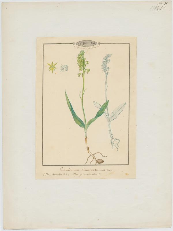 Orchis musc ; Herminium à un seul tubercule ; plante à fleurs