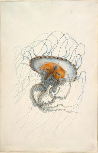 Méduse Chrysaora hysoscella (Linné, 1766)