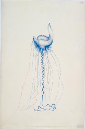 Physalie (Cnidaria siphonophora Physalia physalis)