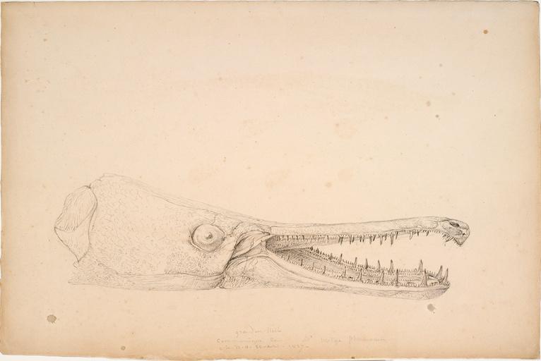 Poisson Lepisosteus spatula (Lacépède, 1803)