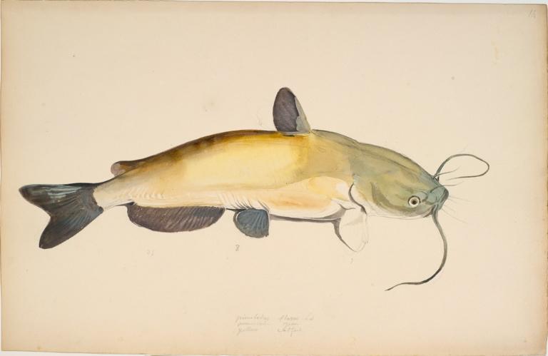 Poisson d'eau douce Ictalurus natalis (Lesueur, 1819)