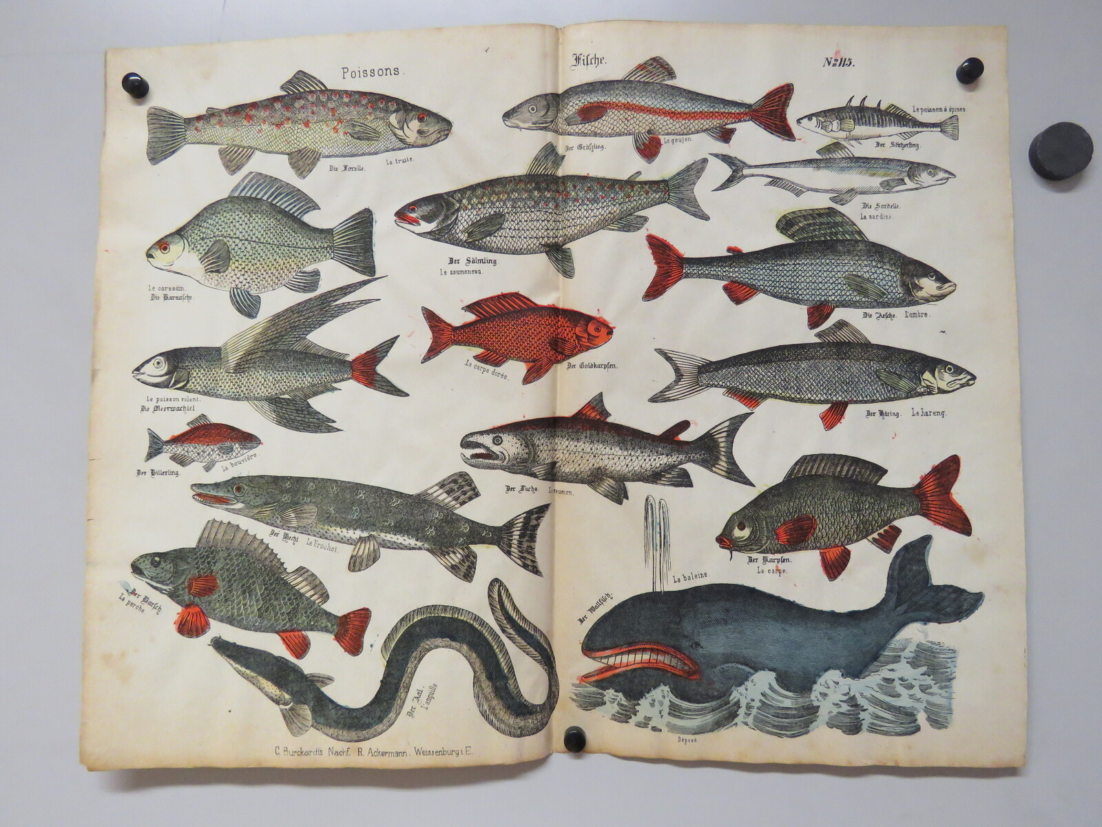 Poissons. (titre inscrit, français, allemand)